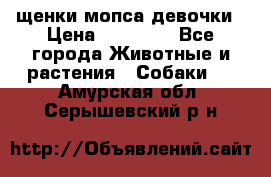 щенки мопса девочки › Цена ­ 25 000 - Все города Животные и растения » Собаки   . Амурская обл.,Серышевский р-н